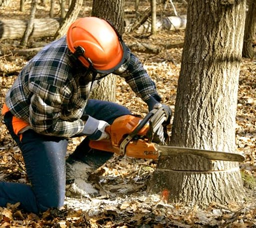 Tree Removal in Albany, VT